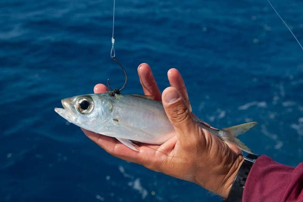 R&R Tackle Pre-Rigged Kite Leaders